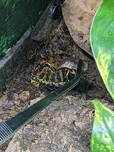 Josh'un Kurbağaları Paslanmaz Çelik Kavisli Sürüngen Besleme Maşası (12 inç)