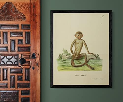 Çinhindi Siyah Langur Primat Maymun Vintage Yaban Hayatı Sınıf Ofis Dekor Zooloji Antika Çizim Güzel sanat baskı Posteri-11x14